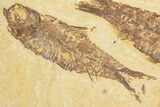 Limestone with Two Fossil Fish (Knightia) - Wyoming #355615-1
